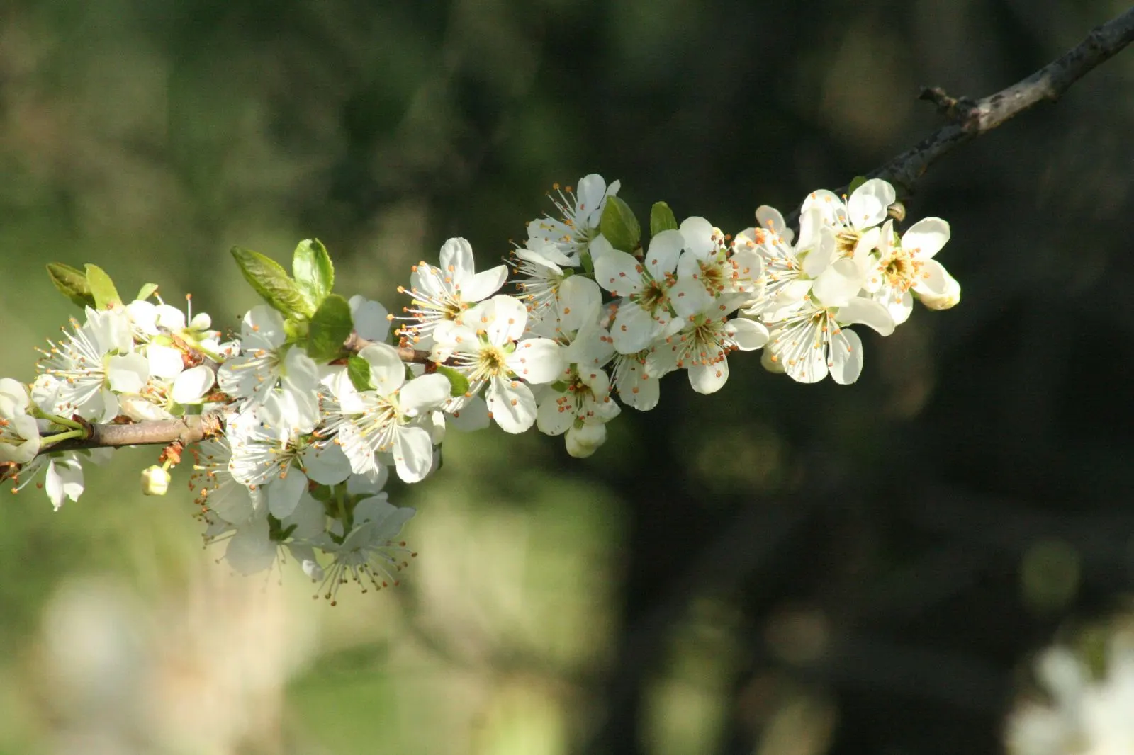 Common Plum (Prunus Domestica) — or canning.<br><br>For optimal health and fruit yield