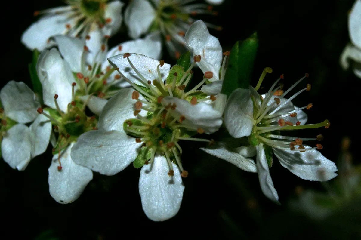 Common Plum (Prunus Domestica) — Its lush foliage adds vibrant greenery, turning yellow in the fall; tree with white blooms, image 137