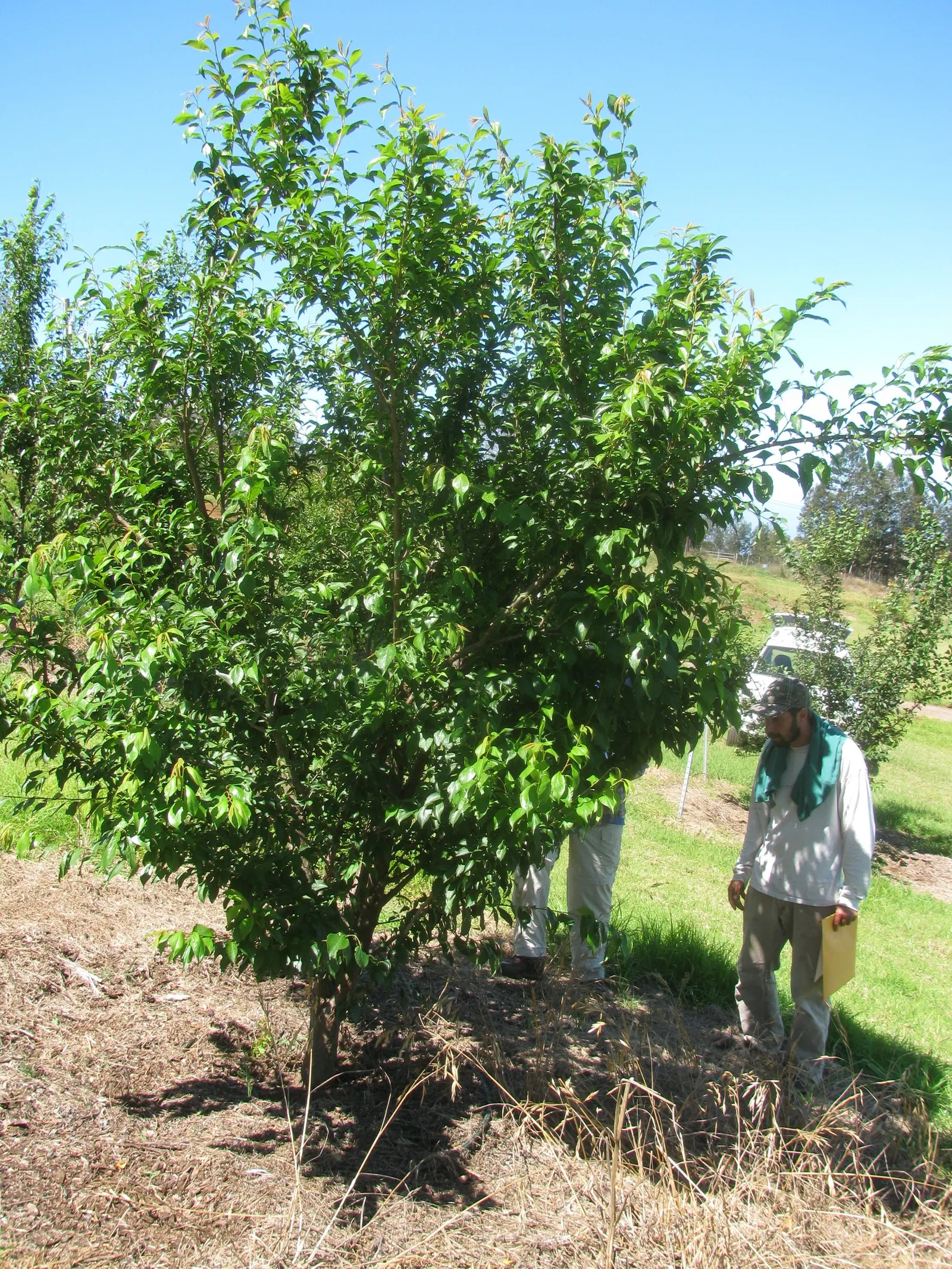 Common Plum (Prunus Domestica) — or canning.<br><br>For optimal health and fruit yield; its trunk and branches exhibit a dark