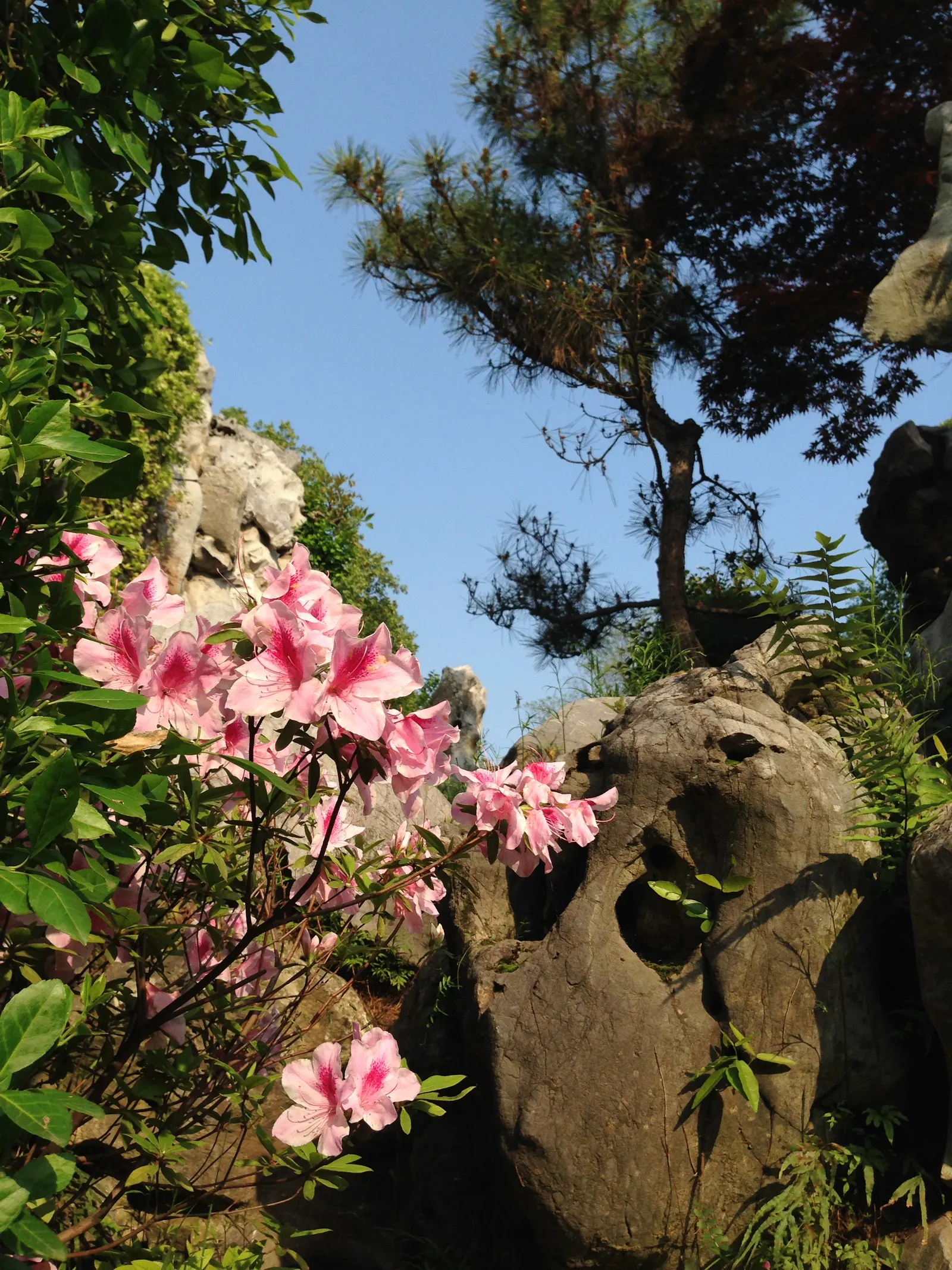 Common Plum (Prunus Domestica) — white flowers in the garden