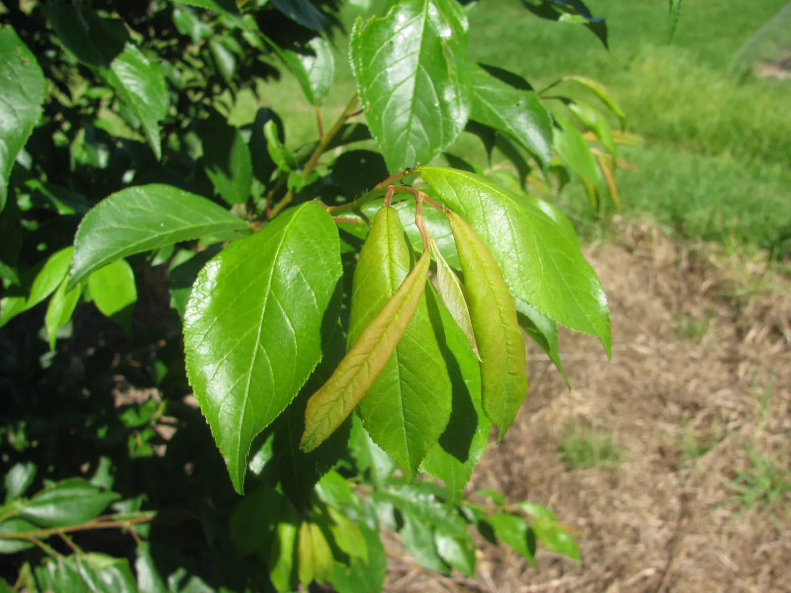 Common Plum (Prunus Domestica) — These flowers not only contribute to the tree's ornamental value but also attract pollinators; it typically, image 110