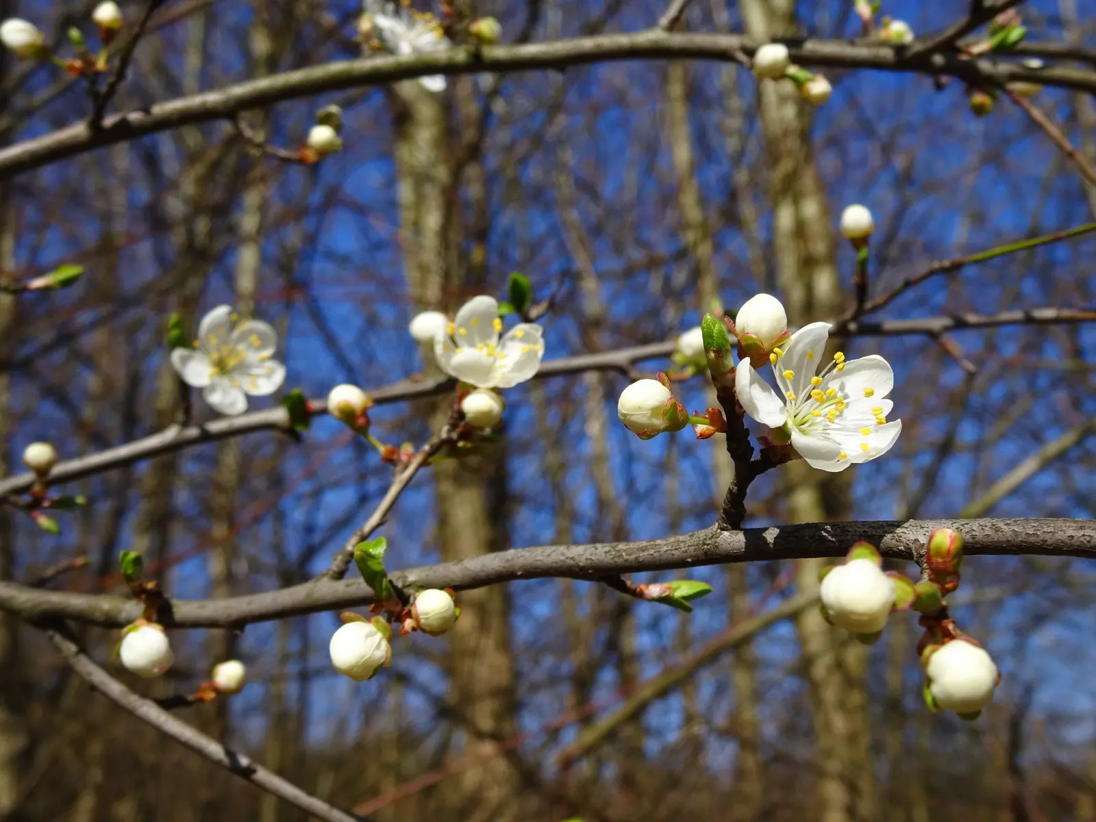 Common Plum (Prunus Domestica) — By mid to late summer, the foliage gives way to the tree's prized plums; especially during the establishment phase, image 79