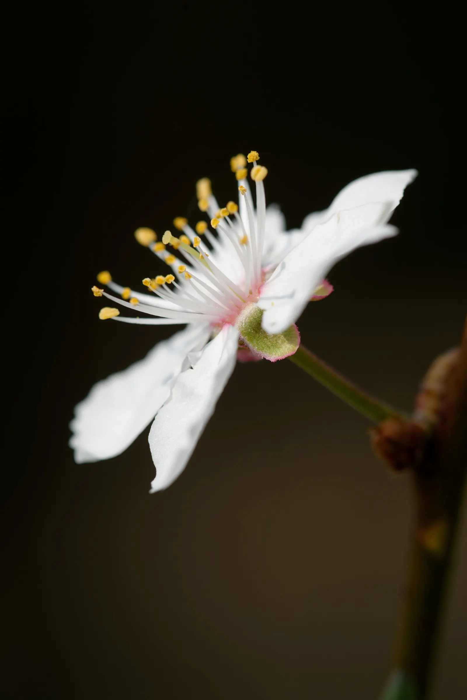 Common Plum (Prunus Domestica) — is a deciduous tree that thrives in well-drained soil with full sun