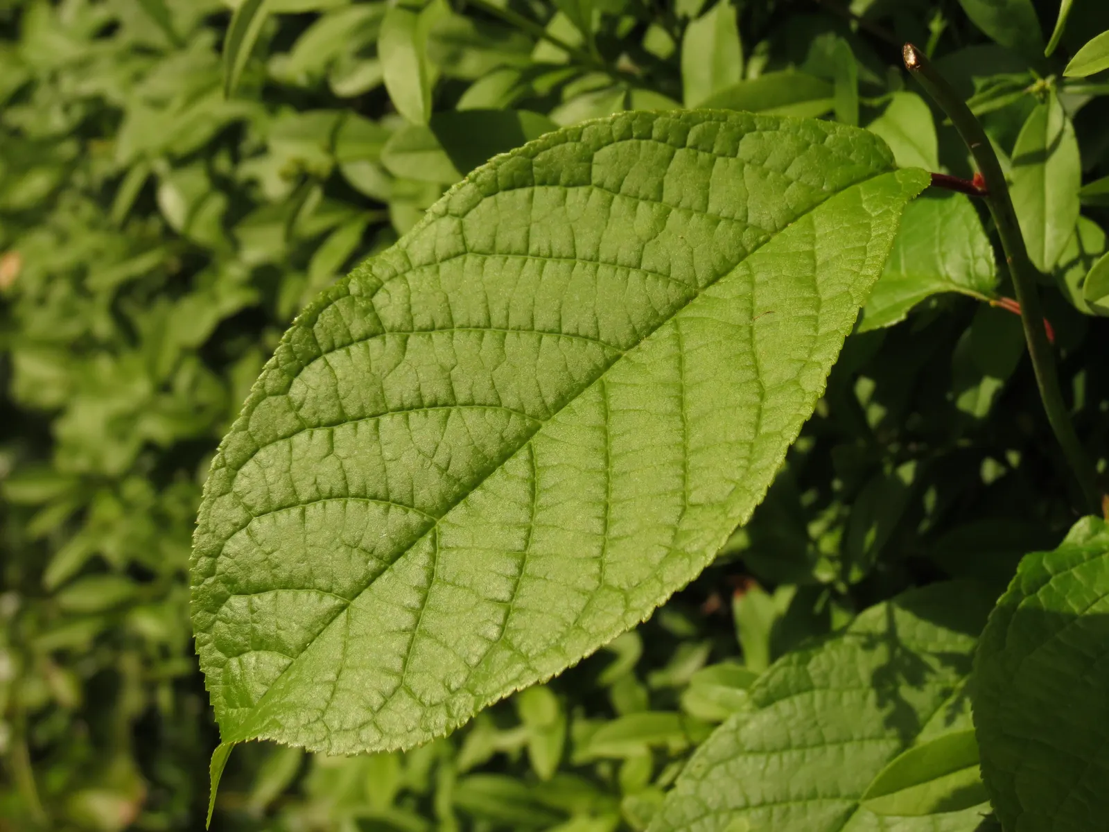 Common Plum (Prunus Domestica) — Its trunk and branches exhibit a dark