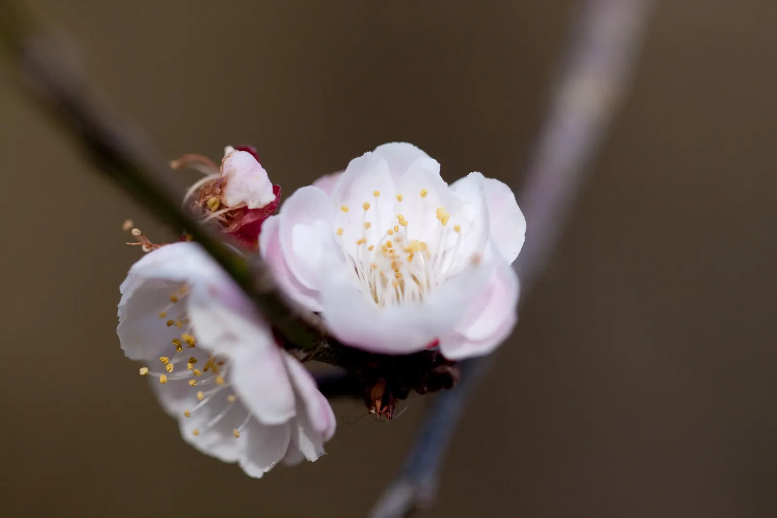 Common Plum (Prunus Domestica) — By mid to late summer, the foliage gives way to the tree's prized plums; especially during the establishment phase and