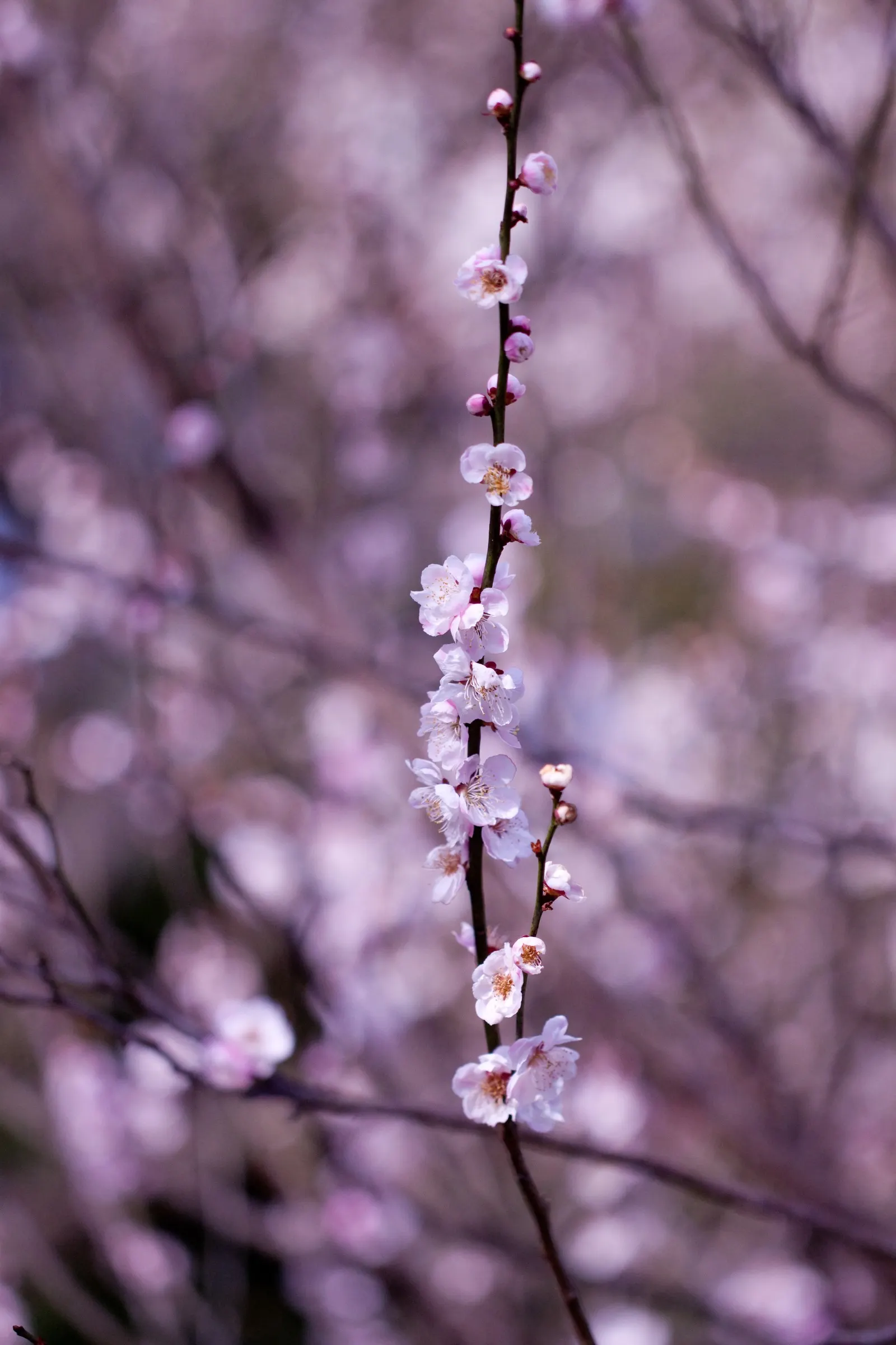 Common Plum (Prunus Domestica) — Hardy in USDA zones 4-9, it's perfect for garden focal points and edible landscapes, image 138