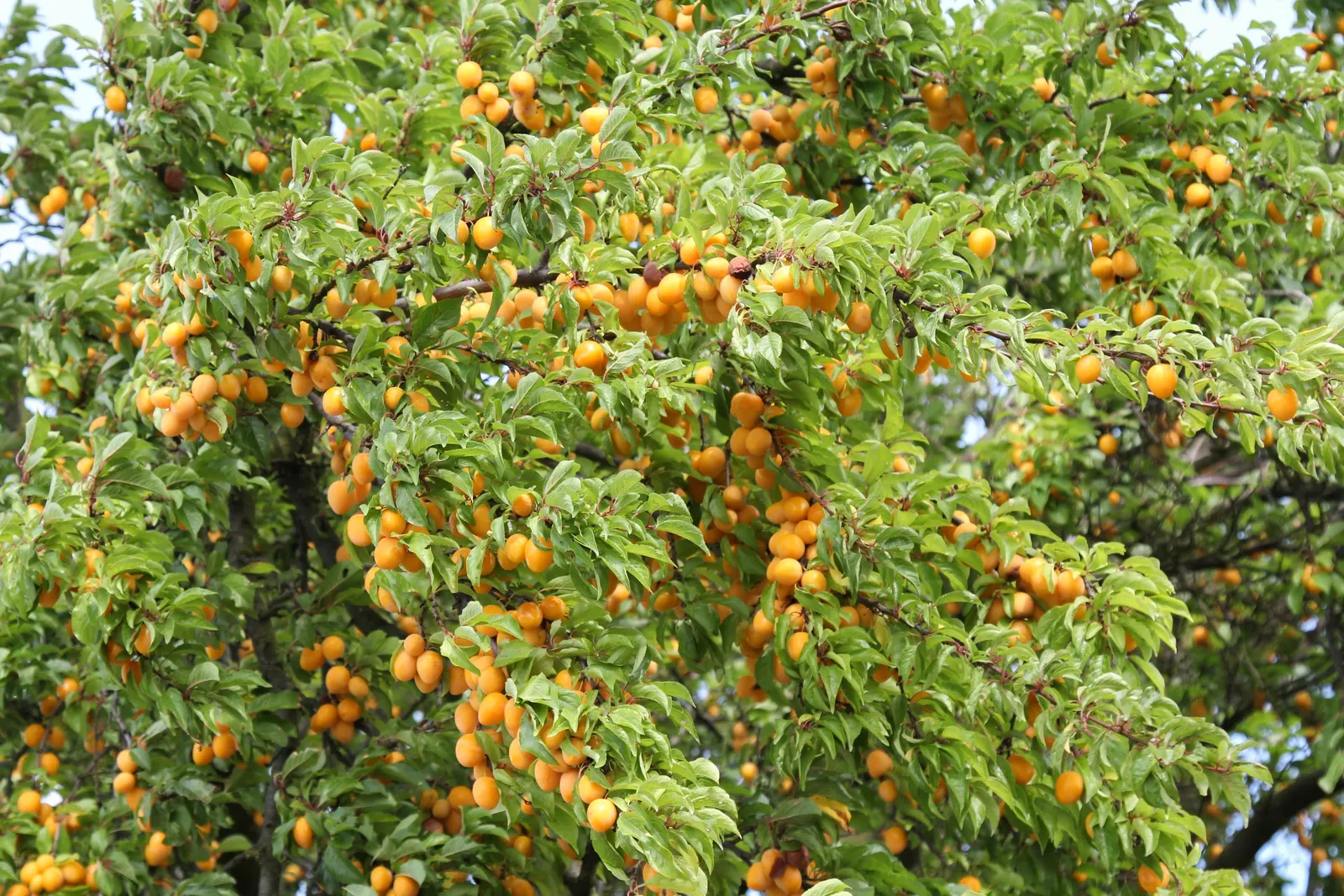 Common Plum (Prunus Domestica) — followed by an abundant crop of juicy fruits by late summer