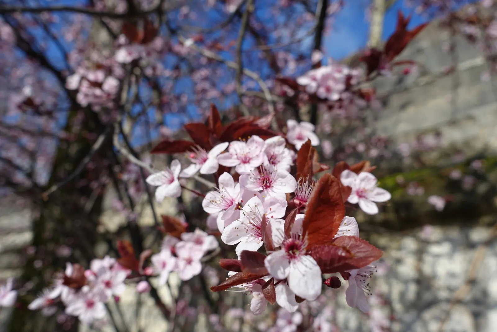 Common Plum (Prunus Domestica) — the flesh of Prunus domestica is succulent and sweet; this coveted cultivar produces fragrant flowers in early, image 81