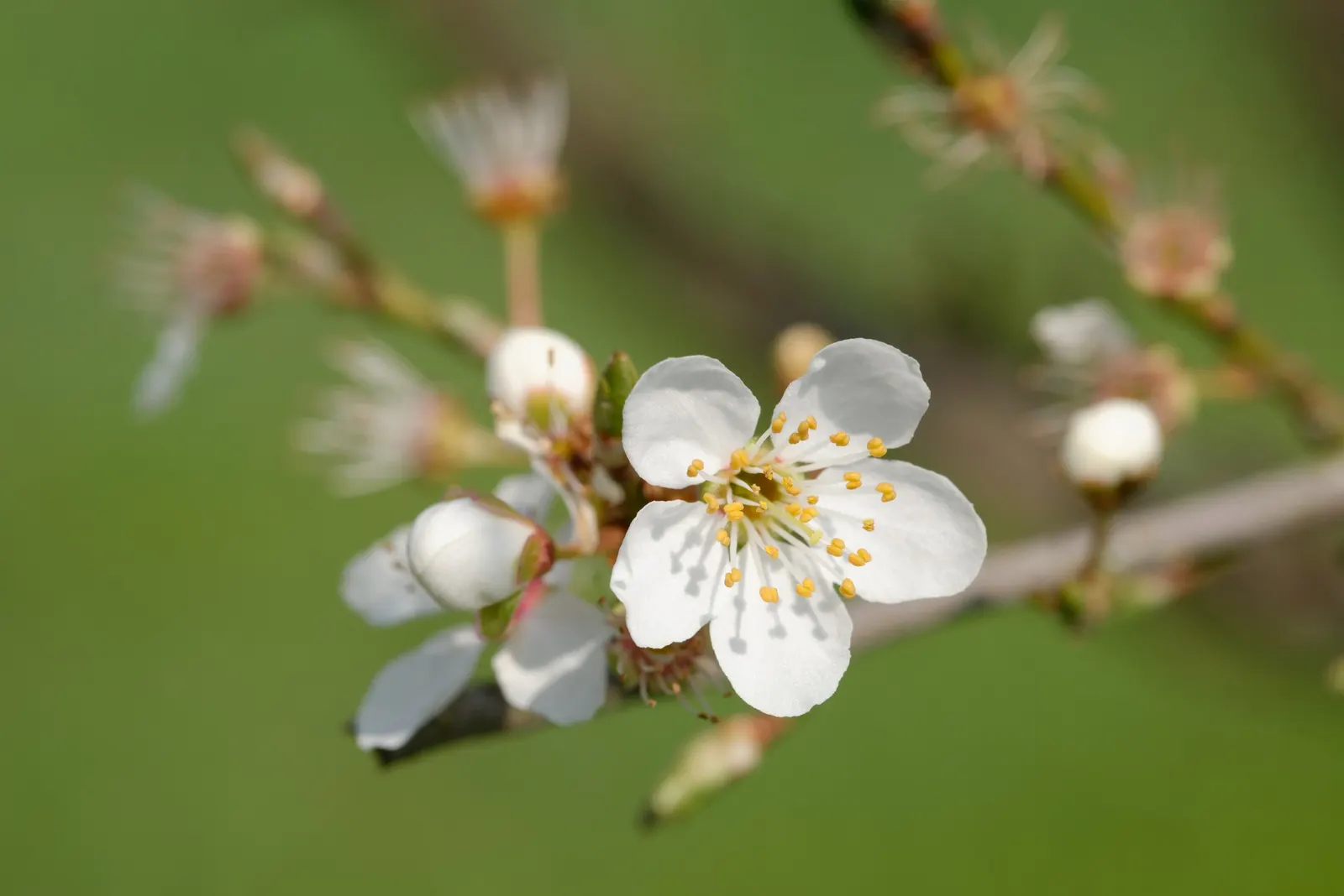 Common Plum (Prunus Domestica) — with at least six hours of direct sunlight per day; pruning in the late winter or early spring helps maintain the, image 117