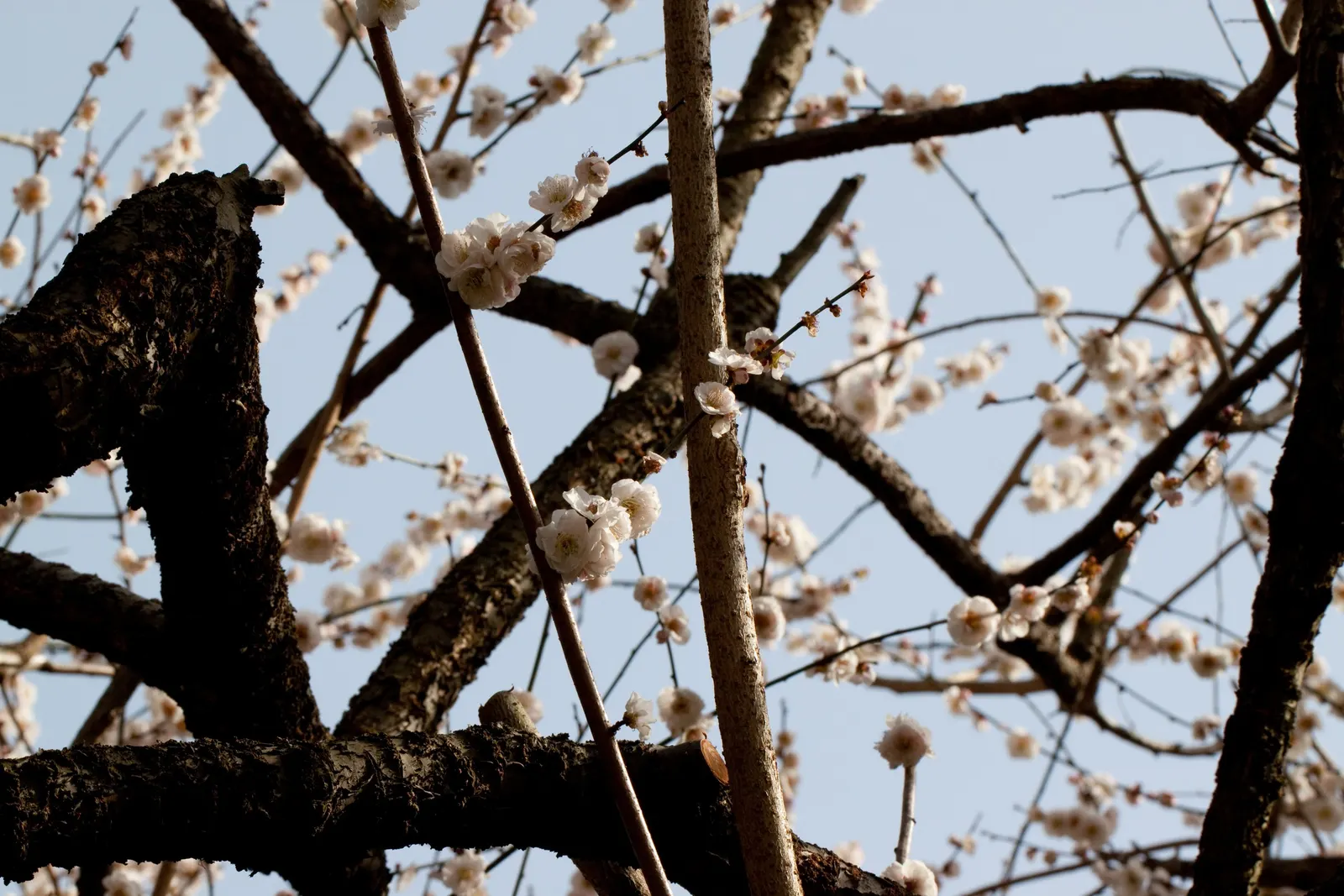 Common Plum (Prunus Domestica) — This coveted cultivar produces fragrant flowers in early spring; with at least six hours of direct sunlight per day, image 135