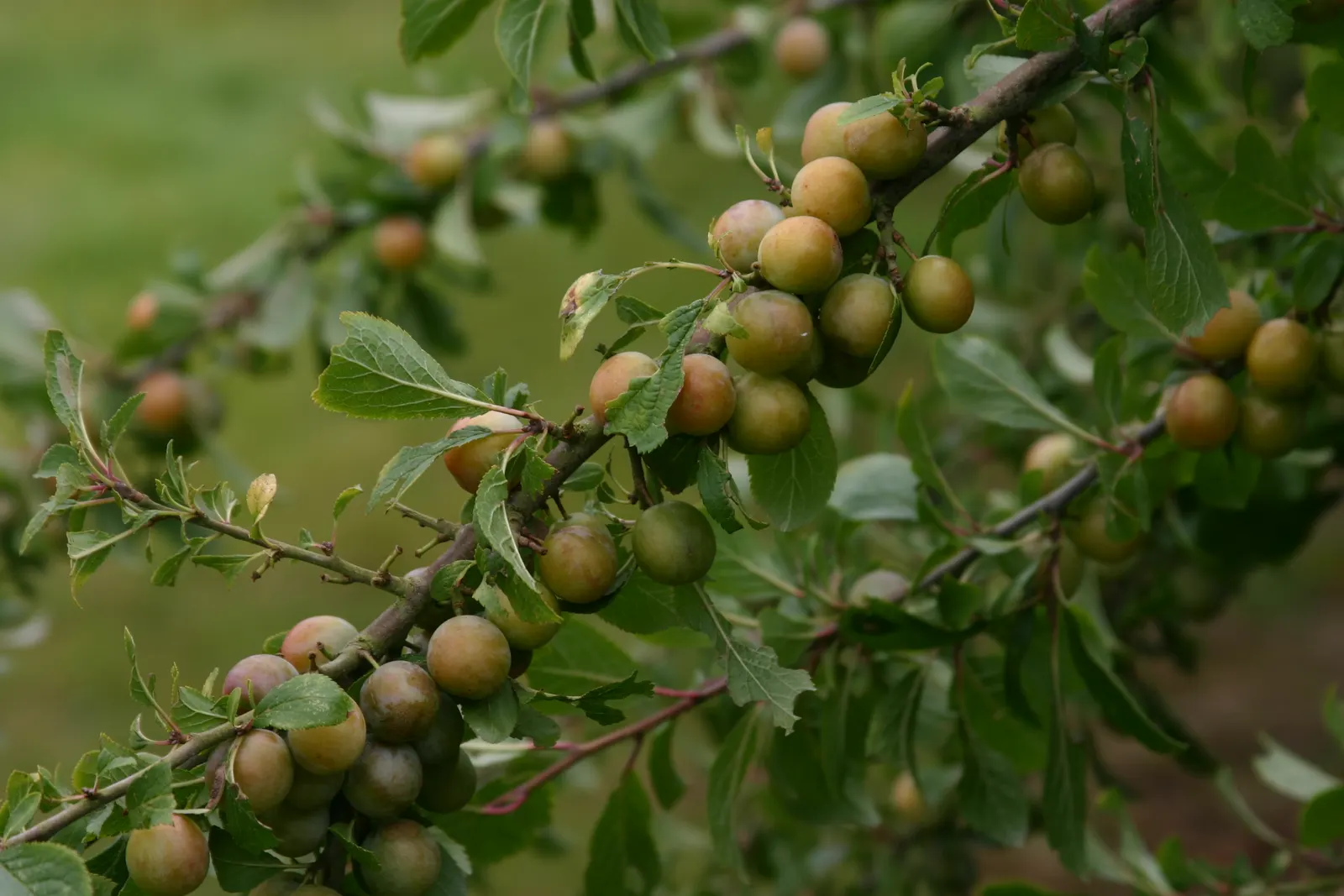 Common Plum (Prunus Domestica) — or canning.<br><br>For optimal health and fruit yield; its trunk and branches exhibit a dark, image 115