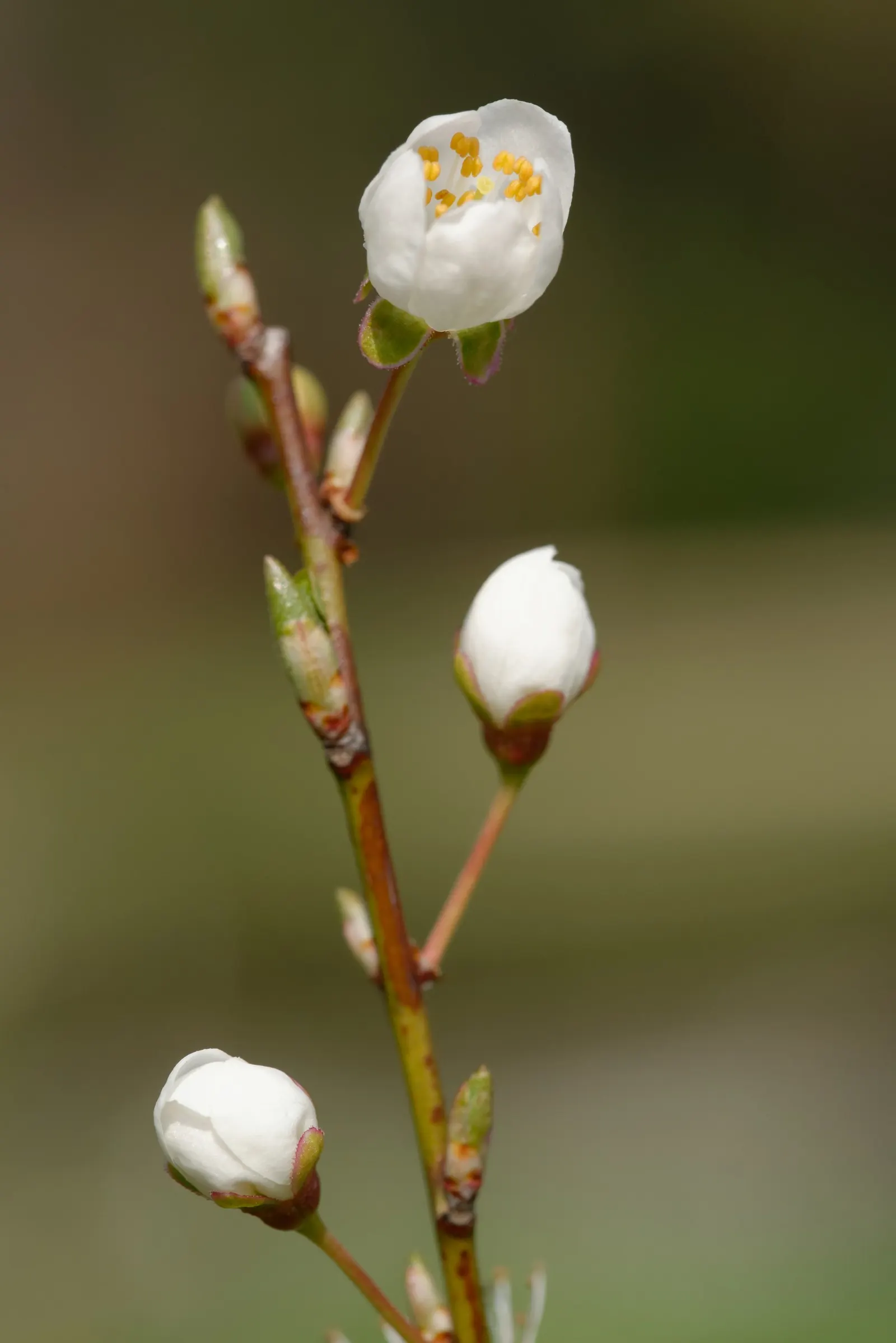 Common Plum (Prunus Domestica) — followed by an abundant crop of juicy fruits by late summer; removing dead or crossing branches to encourage, image 103