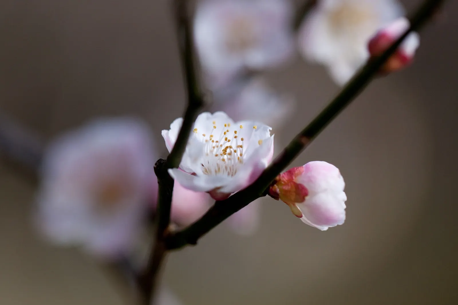 Common Plum (Prunus Domestica) — creating a rounded canopy that provides ample shade; an anchor in a mixed border