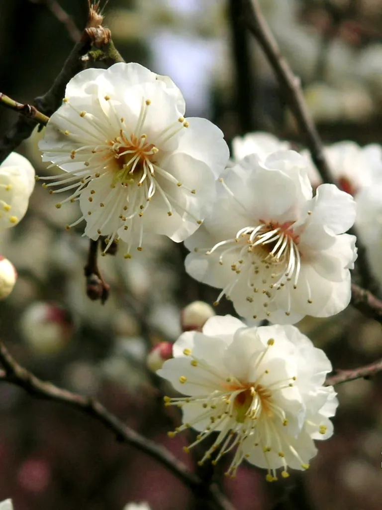 Common Plum (Prunus Domestica) — followed by an abundant crop of juicy fruits by late summer; removing dead or crossing branches to encourage, image 70