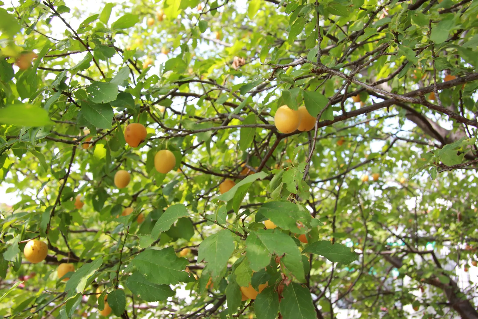 Common Plum (Prunus Domestica) — and while it is adaptable to various soil types; its lush foliage adds vibrant greenery, turning yellow in the fall, image 119