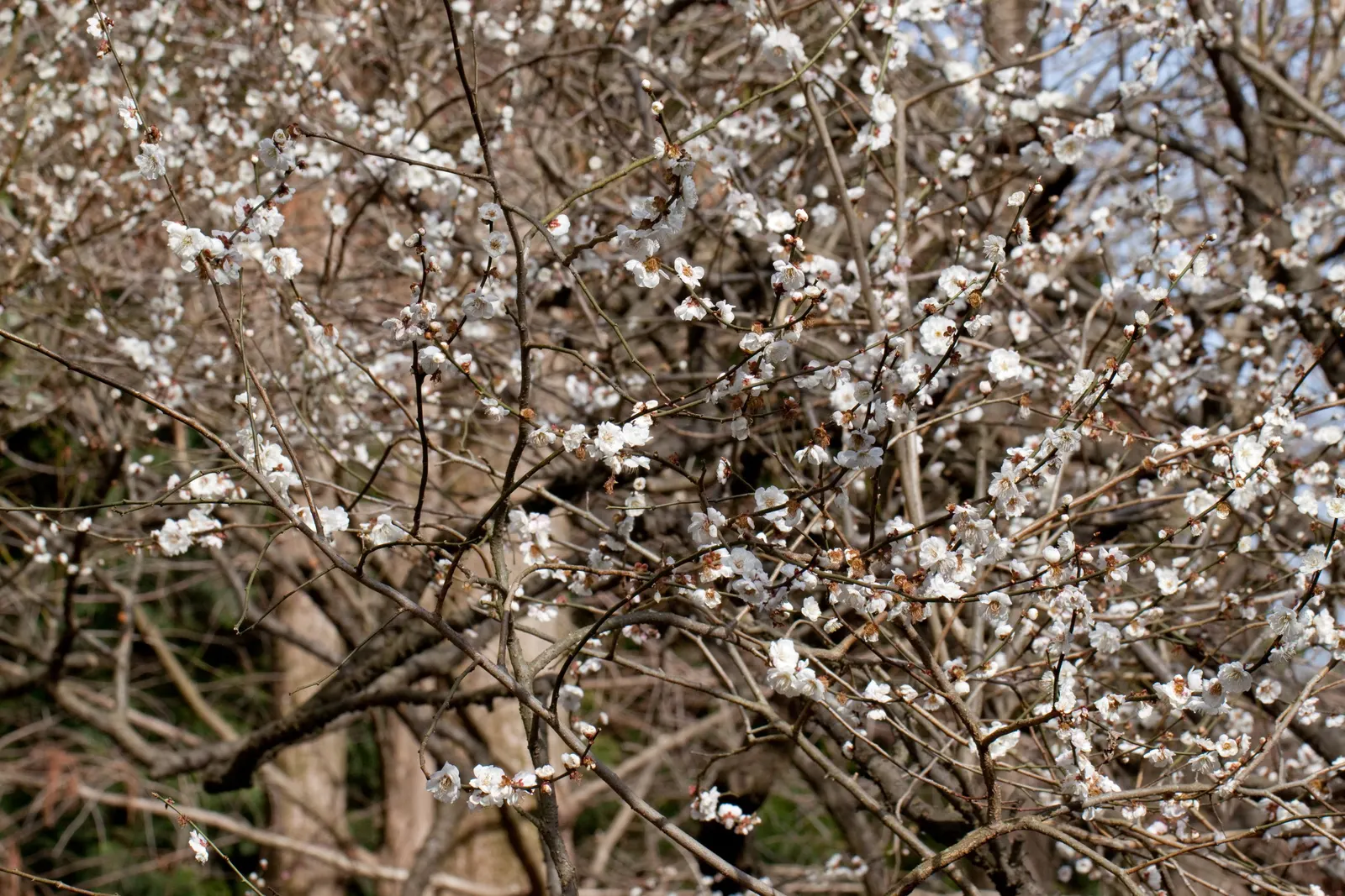 Common Plum (Prunus Domestica) — especially during the establishment phase and fruiting season; well-draining soil is crucial to prevent root rot