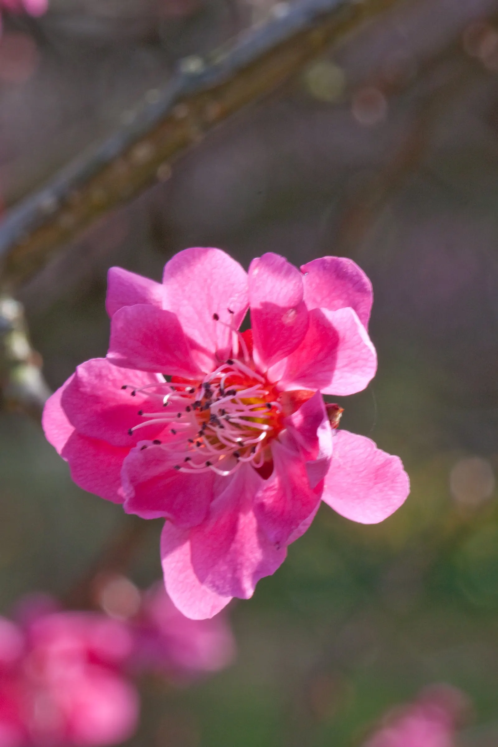 Common Plum (Prunus Domestica) — followed by an abundant crop of juicy fruits by late summer; removing dead or crossing branches to encourage, image 136