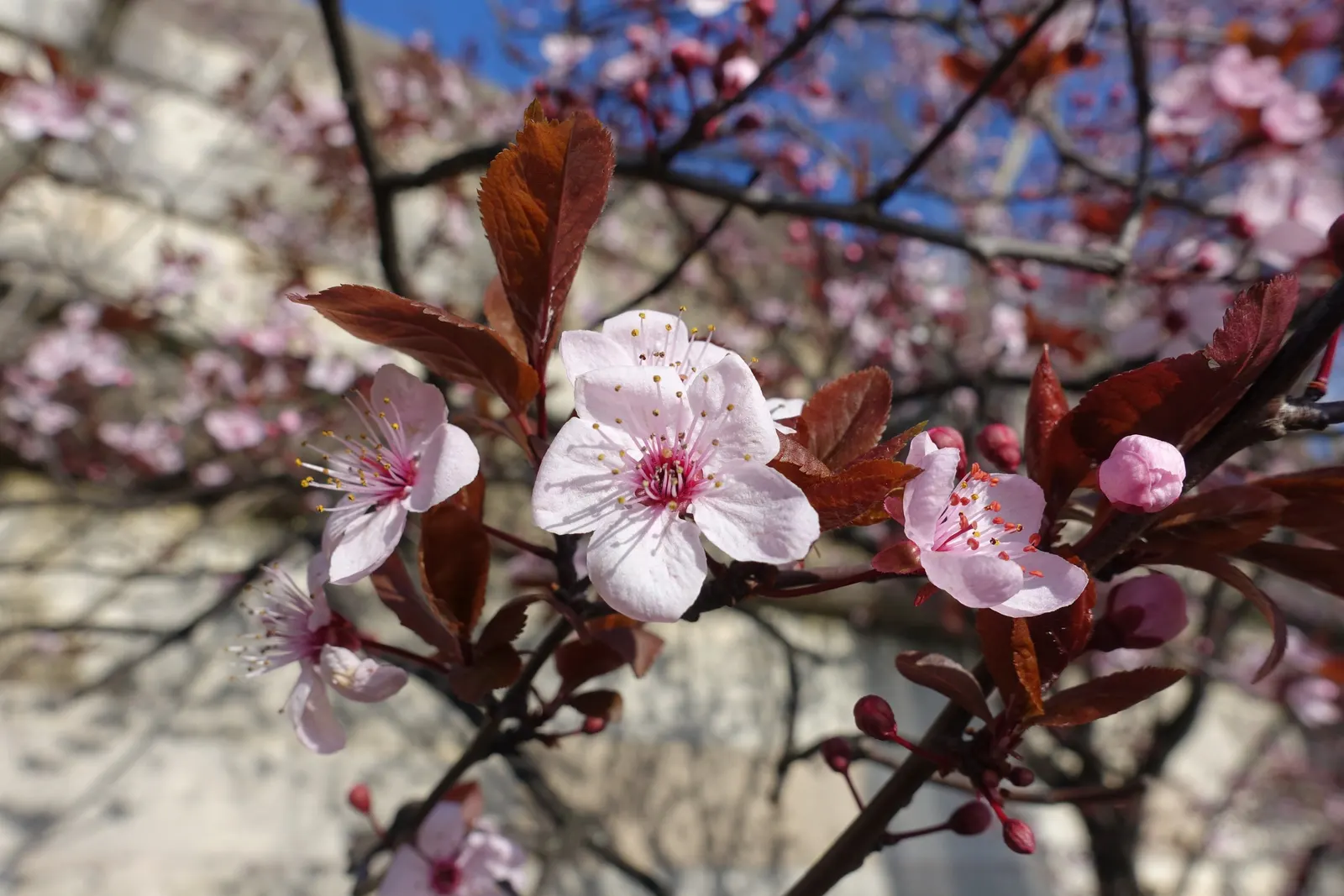 Common Plum (Prunus Domestica) — Well-draining soil is crucial to prevent root rot; white flowers in the garden, image 85