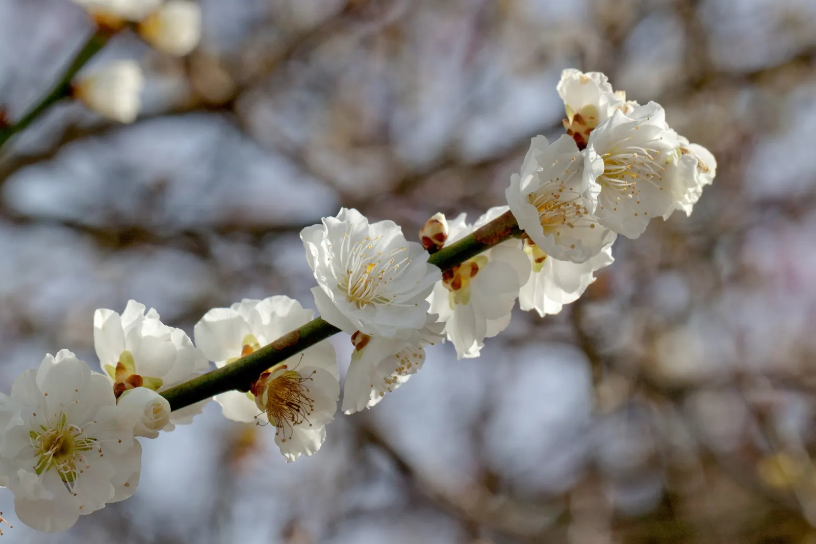 Common Plum (Prunus Domestica) — Pruning in the late winter or early spring helps maintain the tree's structure; tree for full, image 90