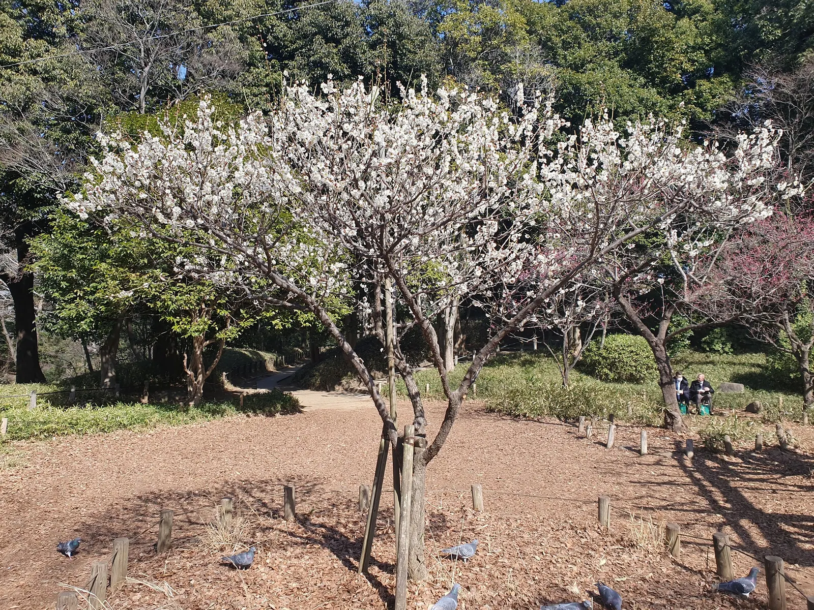 Common Plum (Prunus Domestica) — followed by an abundant crop of juicy fruits by late summer; removing dead or crossing branches to encourage healthy