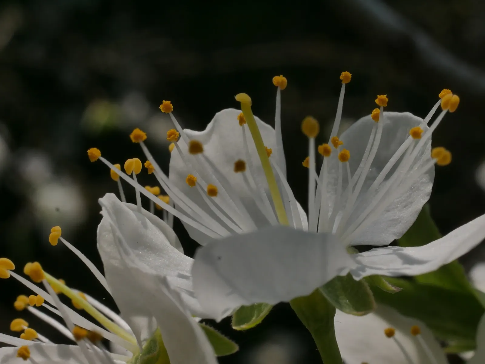 Common Plum (Prunus Domestica) — an anchor in a mixed border