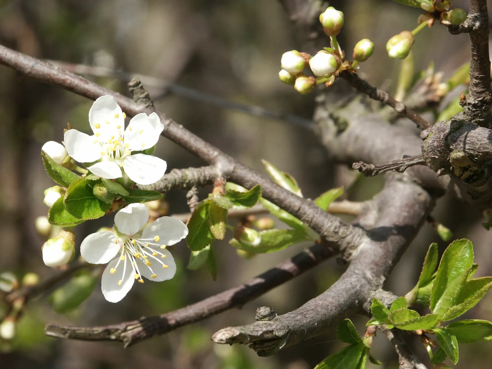 Common Plum (Prunus Domestica) — reaching up to 20 feet in height and spread; these flowers not only contribute to the tree's ornamental value but also attract