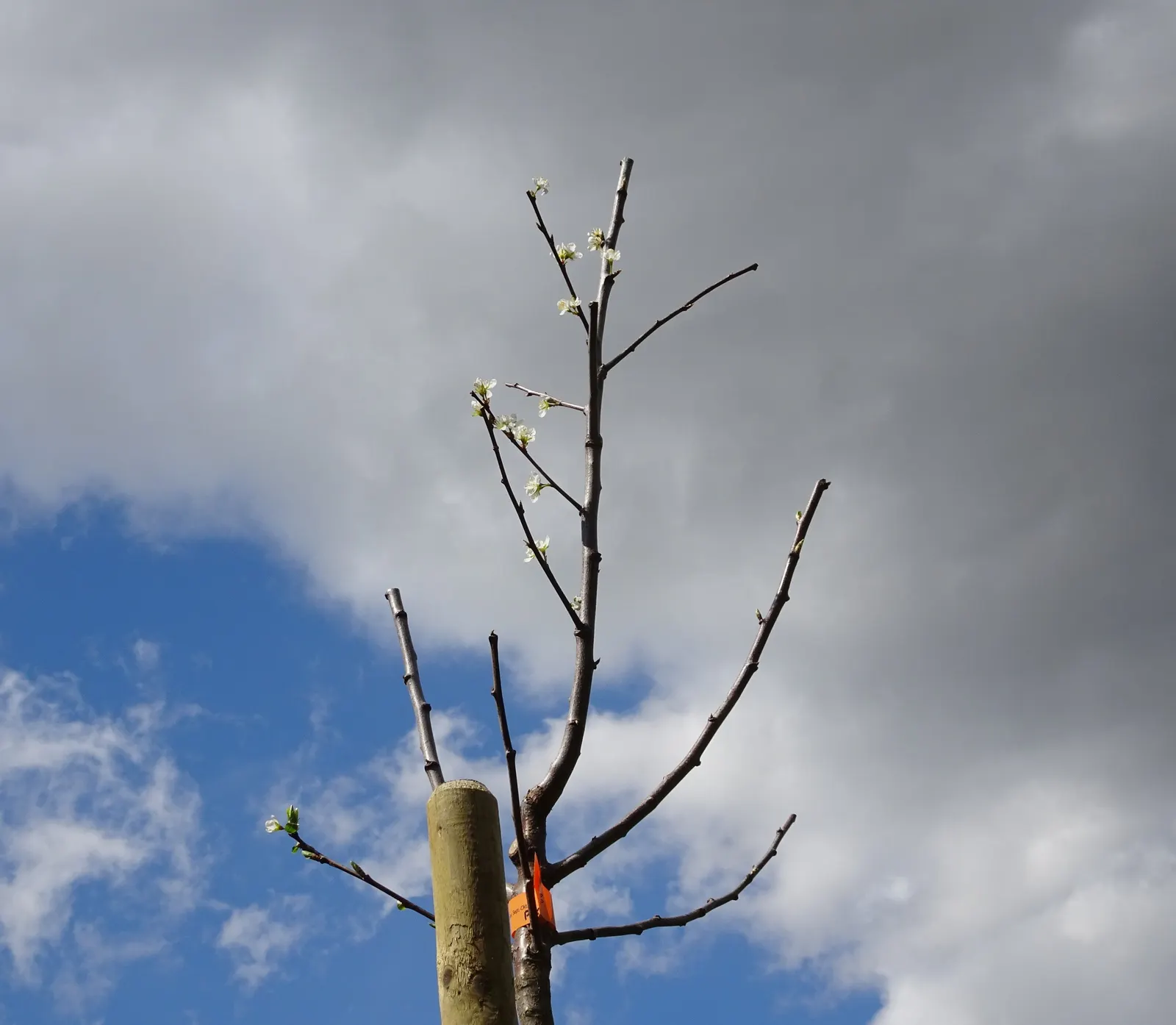 Common Plum (Prunus Domestica) — These flowers not only contribute to the tree's ornamental value but also attract pollinators; it typically, image 143