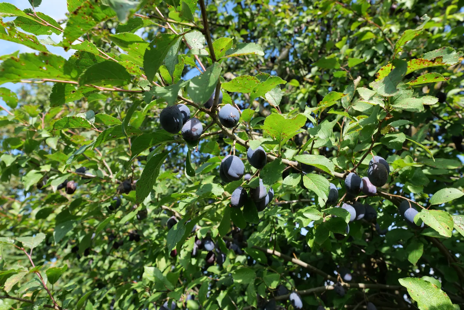 Common Plum (Prunus Domestica) — is a deciduous tree that offers both aesthetic appeal and delightful fruit; by mid to late summer, the foliage, image 106