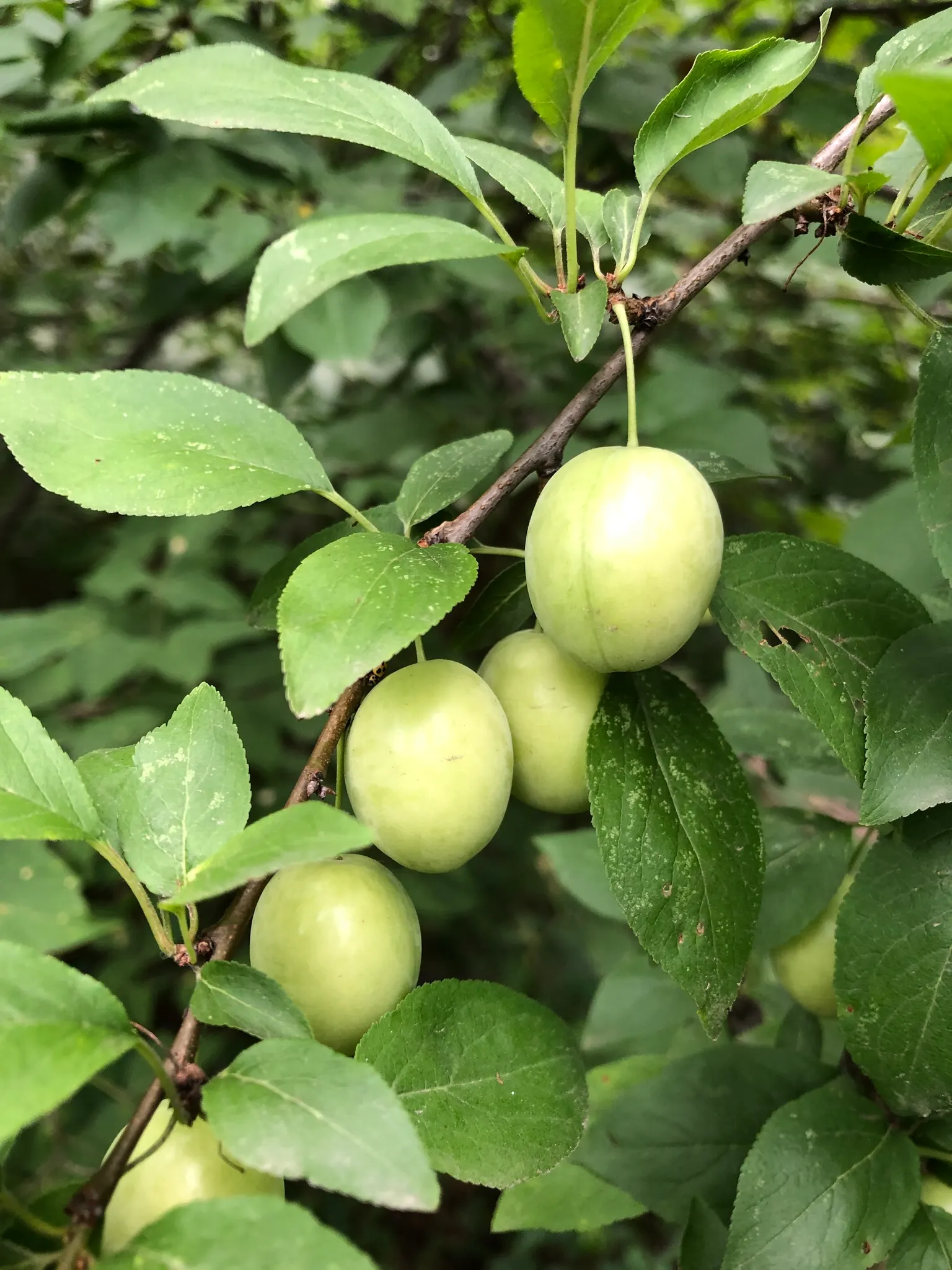 Common Plum (Prunus Domestica) — It typically reaches a mature height of 15 to 25 feet with a similar breadth; and while it is adaptable to various soil types