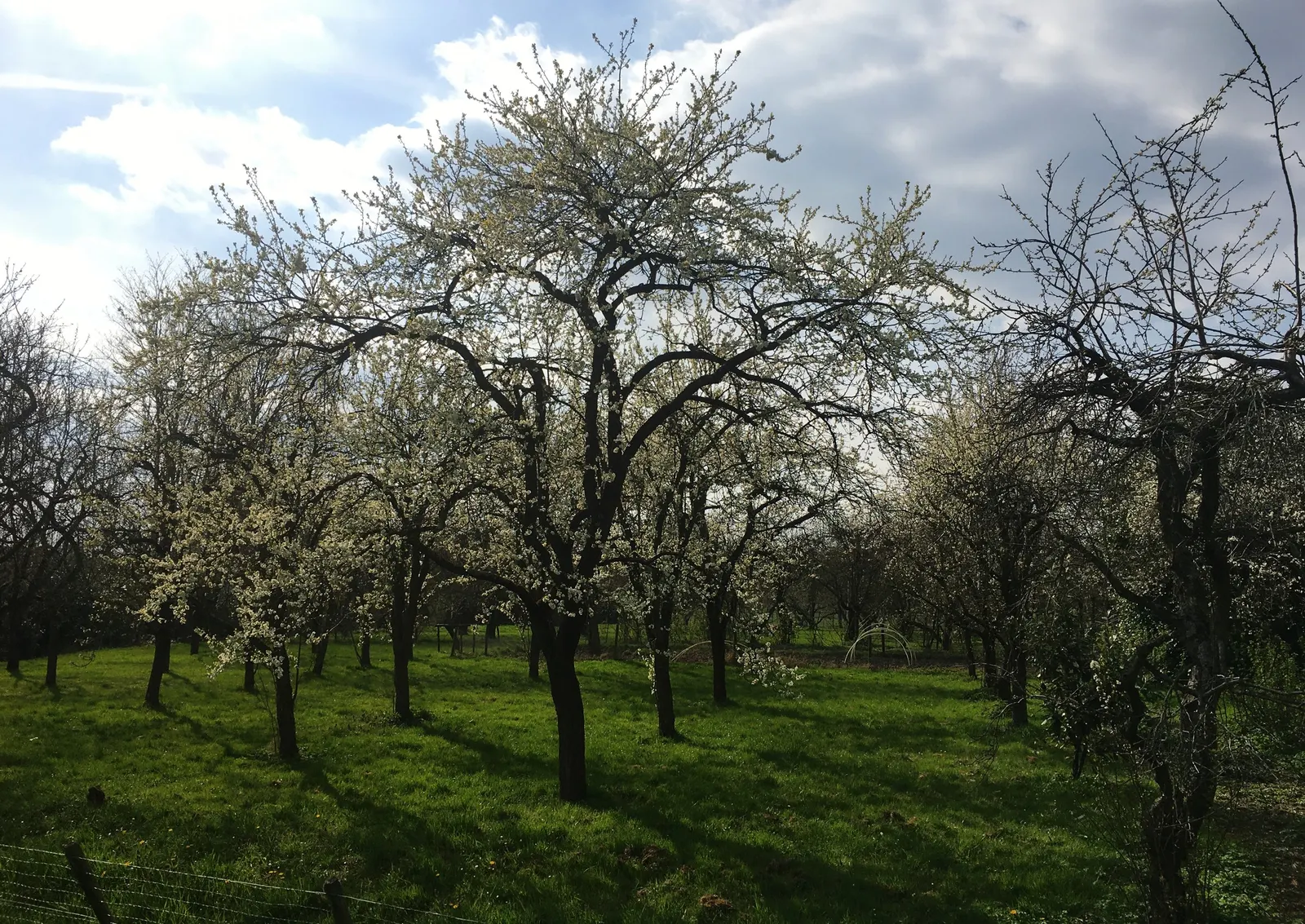 Common Plum (Prunus Domestica) — Adequate space to allow air circulation reduces disease risks and supports robust growth; the Prunus domestica can serve as a