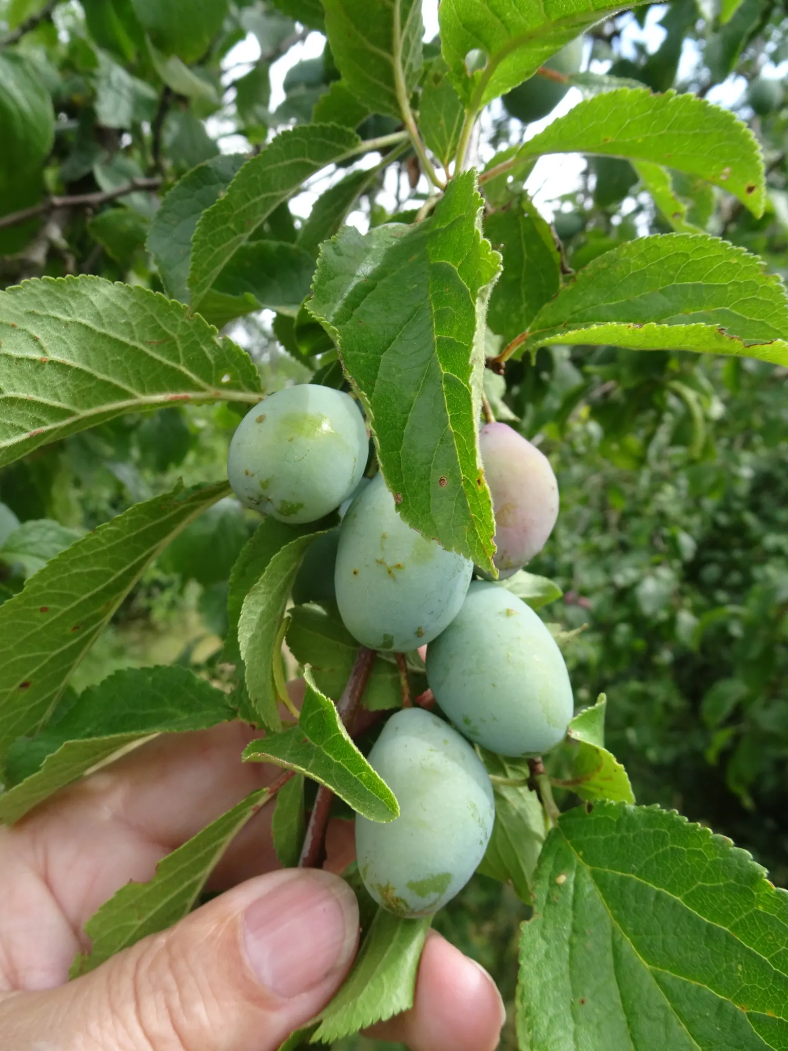 Common Plum (Prunus Domestica) — removing dead or crossing branches to encourage healthy development.<br><br>When designing landscapes; is a, image 124