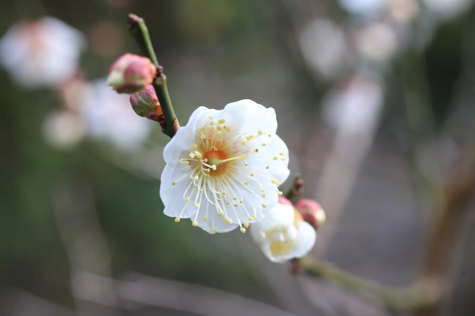 Common Plum (Prunus Domestica) — It typically reaches a mature height of 15 to 25 feet with a similar breadth