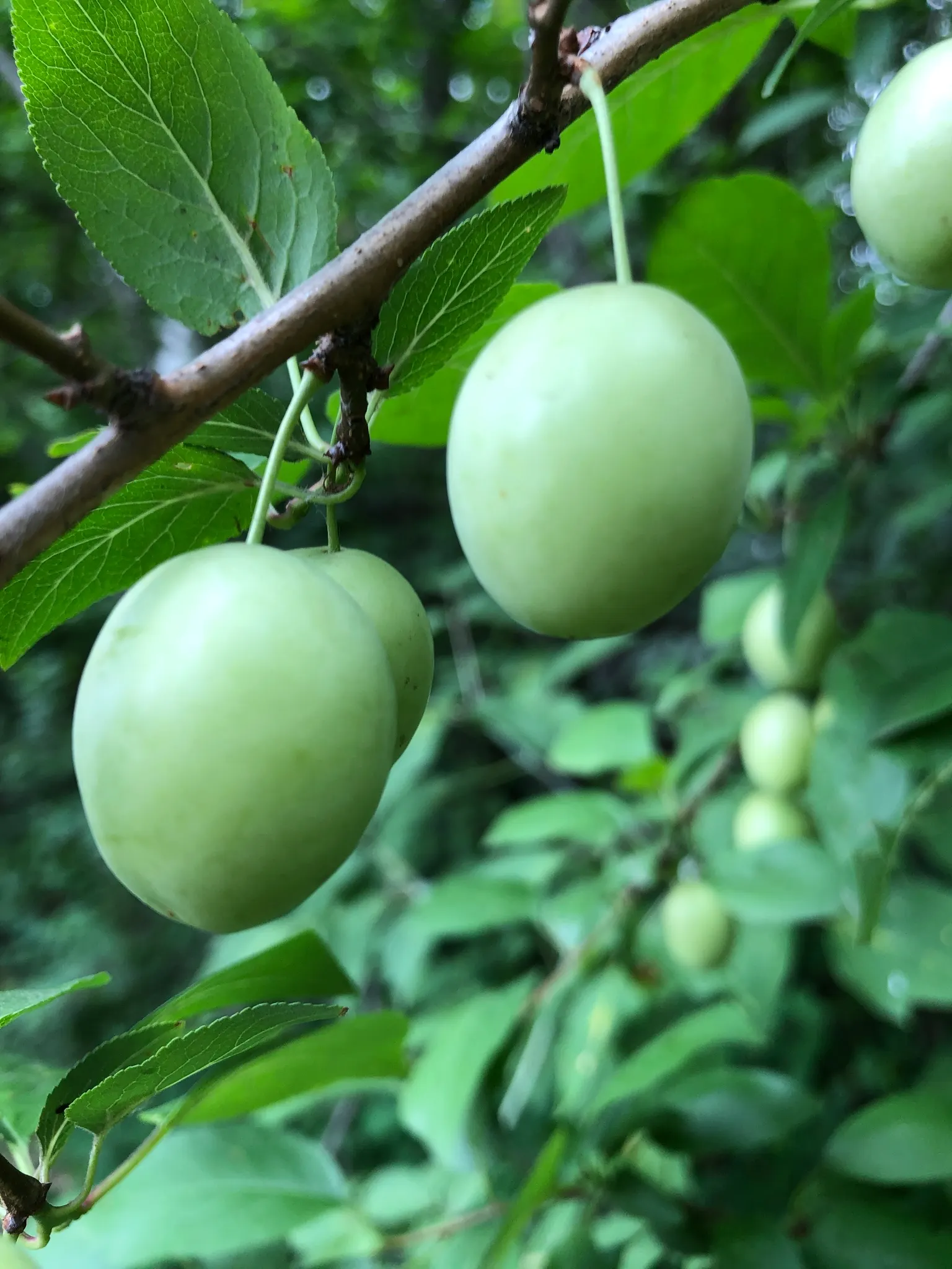 Common Plum (Prunus Domestica) — Its trunk and branches exhibit a dark; is a deciduous tree that thrives in well-drained soil with full sun, image 109