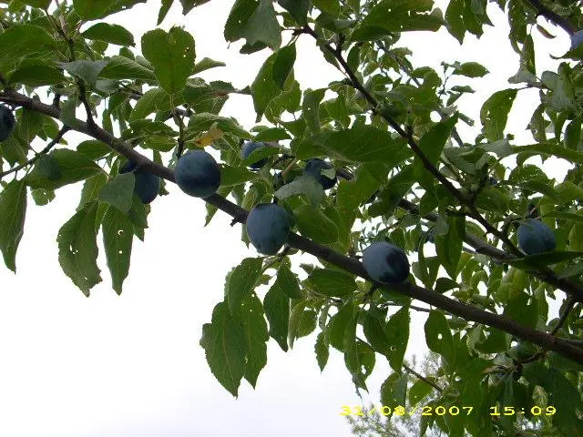 Common Plum (Prunus Domestica) — These flowers not only contribute to the tree's ornamental value but also attract pollinators; it typically, image 77