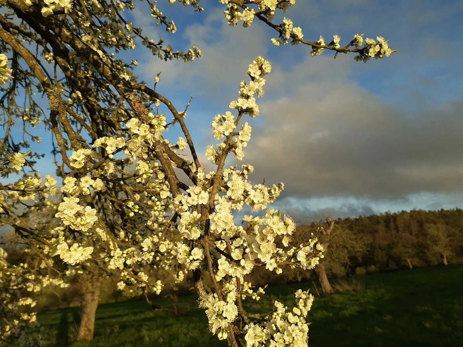 Common Plum (Prunus Domestica) — Pruning in the late winter or early spring helps maintain the tree's structure