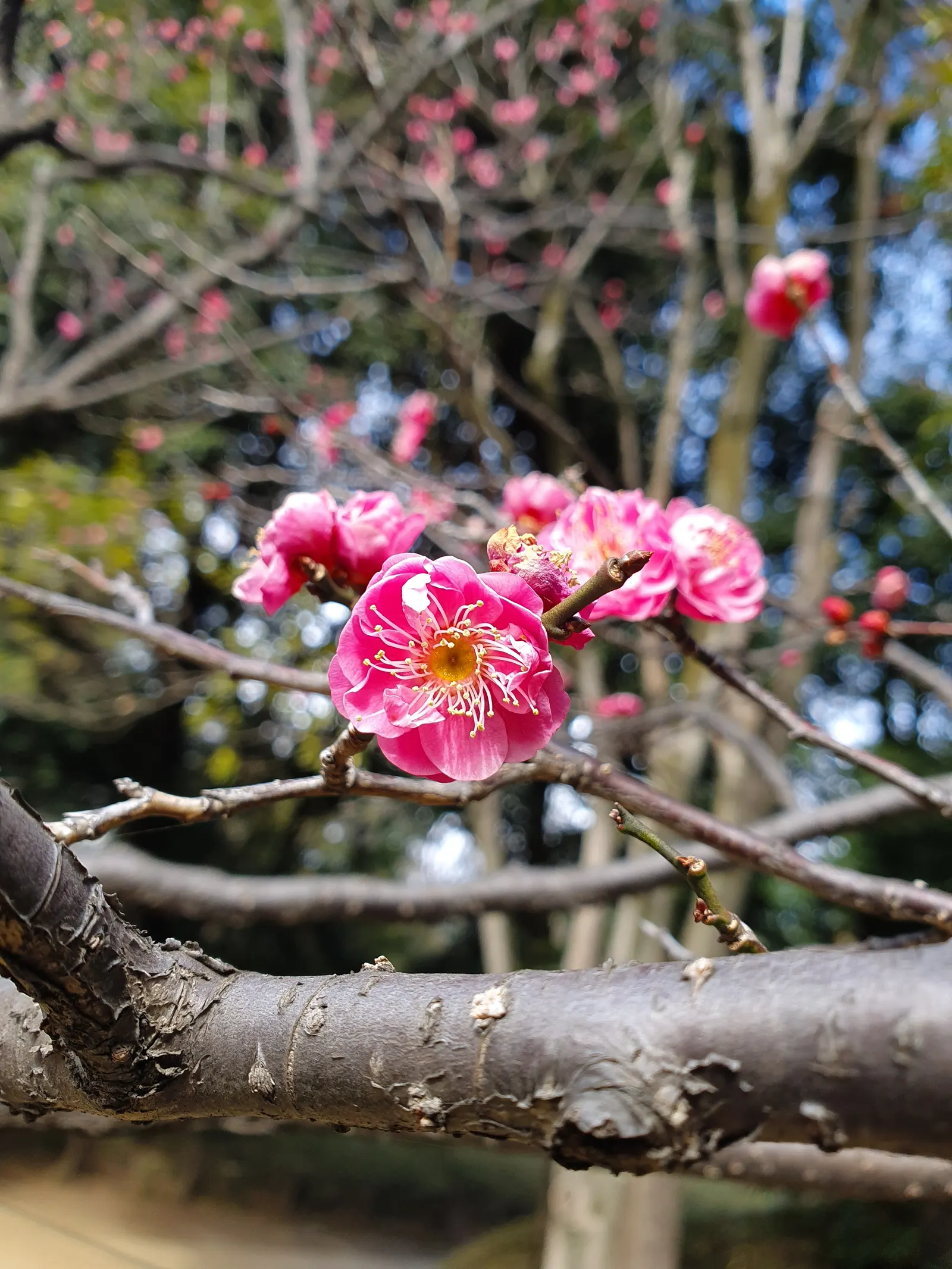 Common Plum (Prunus Domestica) — or part of an orchard set for practical harvesting, image 94