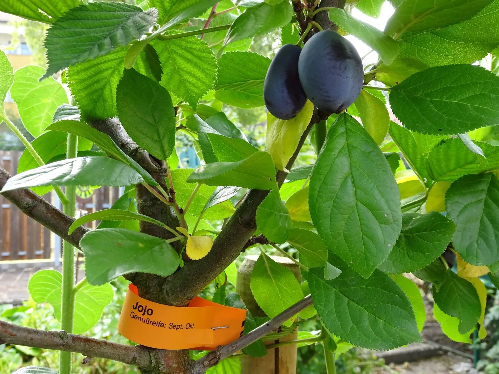 Common Plum (Prunus Domestica) — the Common Plum thrives in full sun, image 116