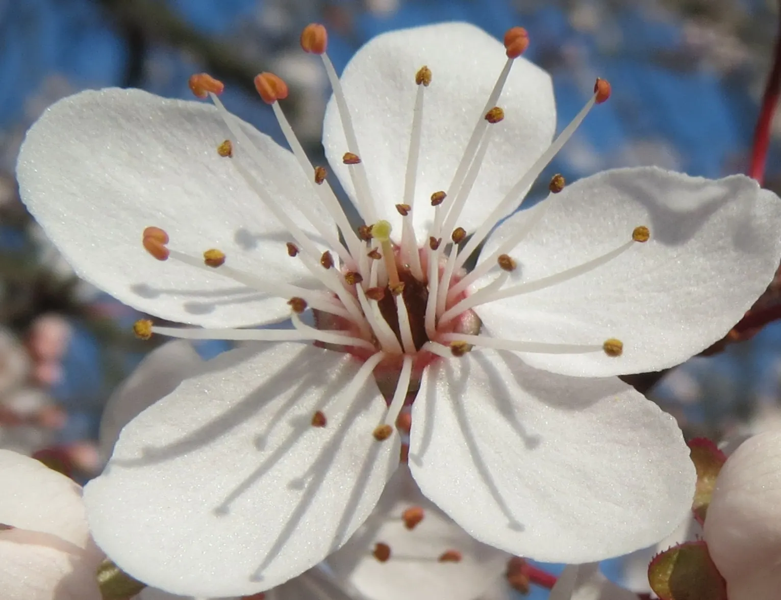 Common Plum (Prunus Domestica) — Hardy in USDA zones 4-9, it's perfect for garden focal points and edible landscapes, image 39