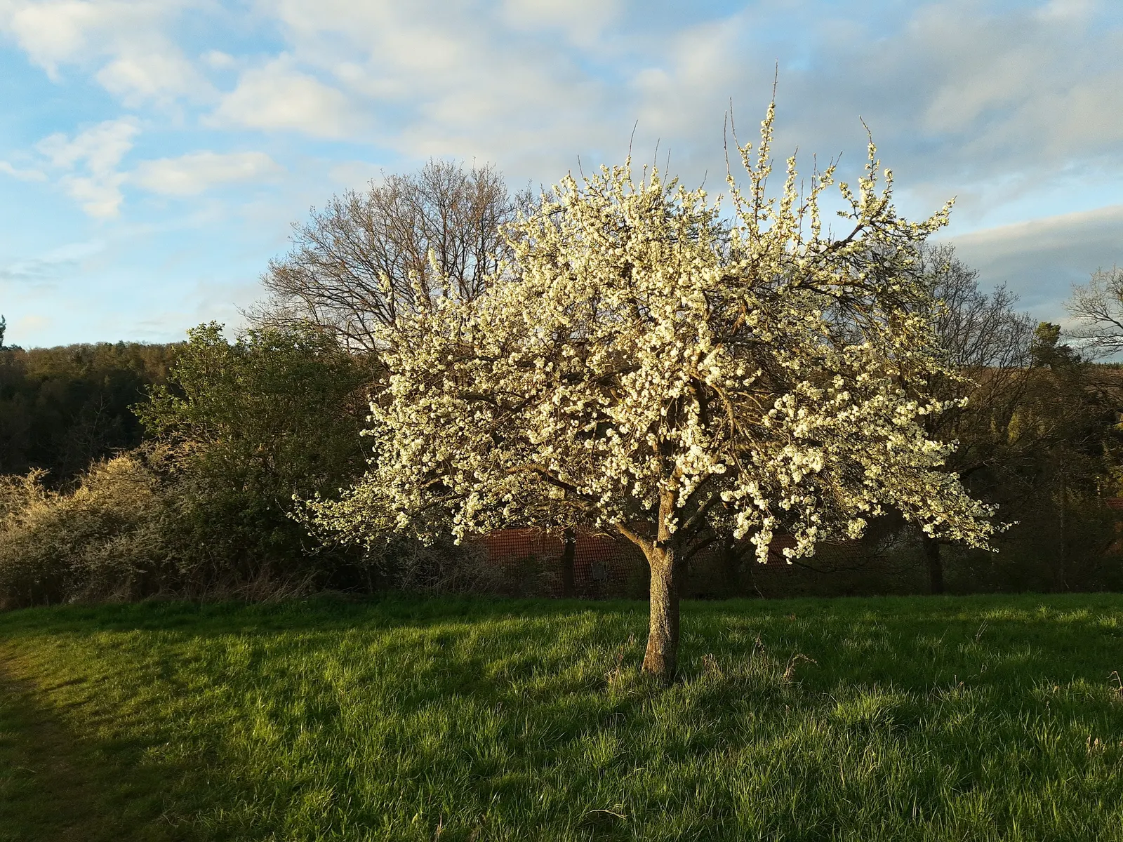 Common Plum (Prunus Domestica) — creating a rounded canopy that provides ample shade; an anchor in a mixed border, image 75
