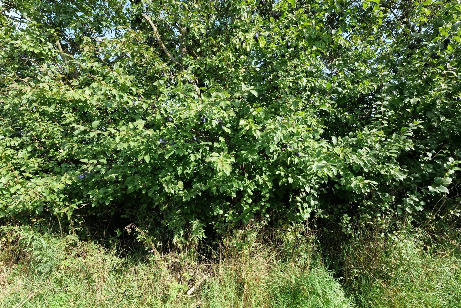 Common Plum (Prunus Domestica) — Hardy in USDA zones 4-9, it's perfect for garden focal points and edible landscapes, image 72