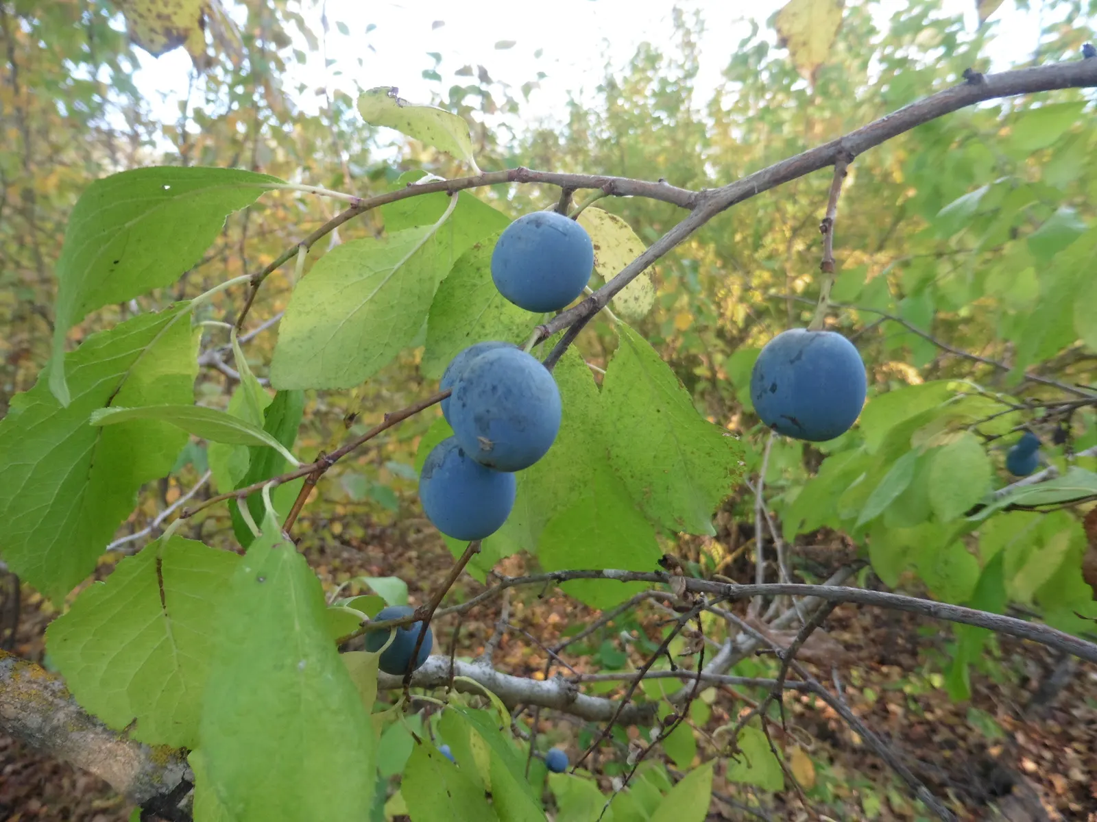 Common Plum (Prunus Domestica) — reaching up to 20 feet in height and spread; these flowers not only contribute to the tree's ornamental value but, image 68