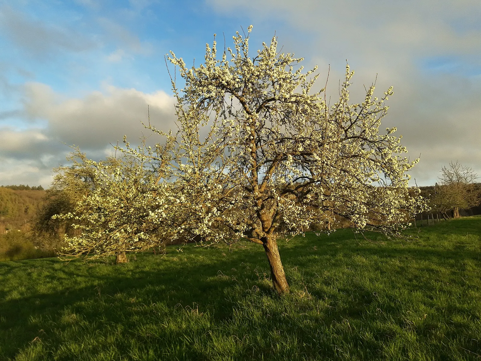 Common Plum (Prunus Domestica) — removing dead or crossing branches to encourage healthy development.<br><br>When designing landscapes