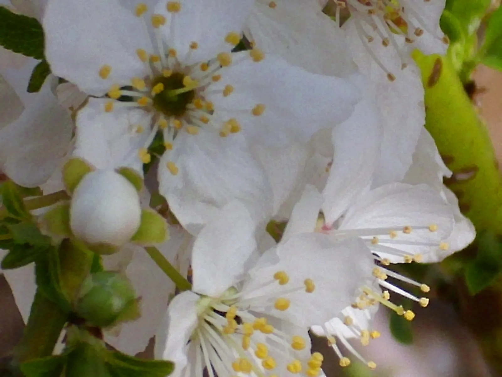 Common Plum (Prunus Domestica) — reaching up to 20 feet in height and spread; these flowers not only contribute to the tree's ornamental value but, image 101
