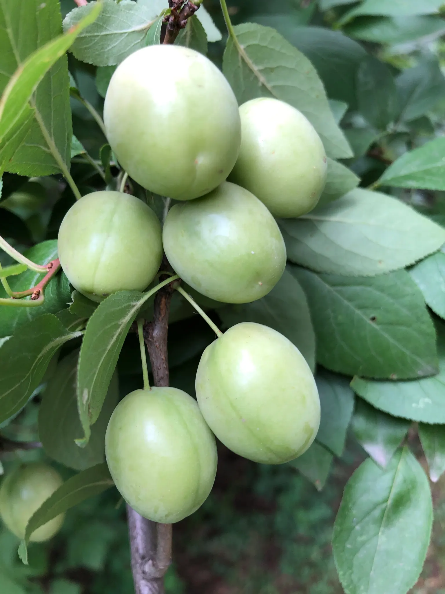 Common Plum (Prunus Domestica) — These flowers not only contribute to the tree's ornamental value but also attract pollinators; it typically reaches a mature