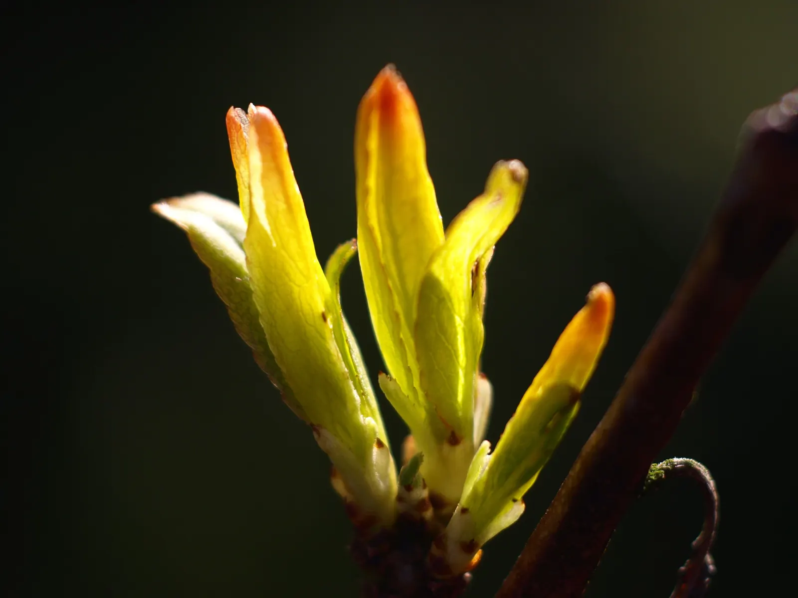 Common Plum (Prunus Domestica) — white flowers in the garden; or canning.<br><br>For optimal health and fruit yield