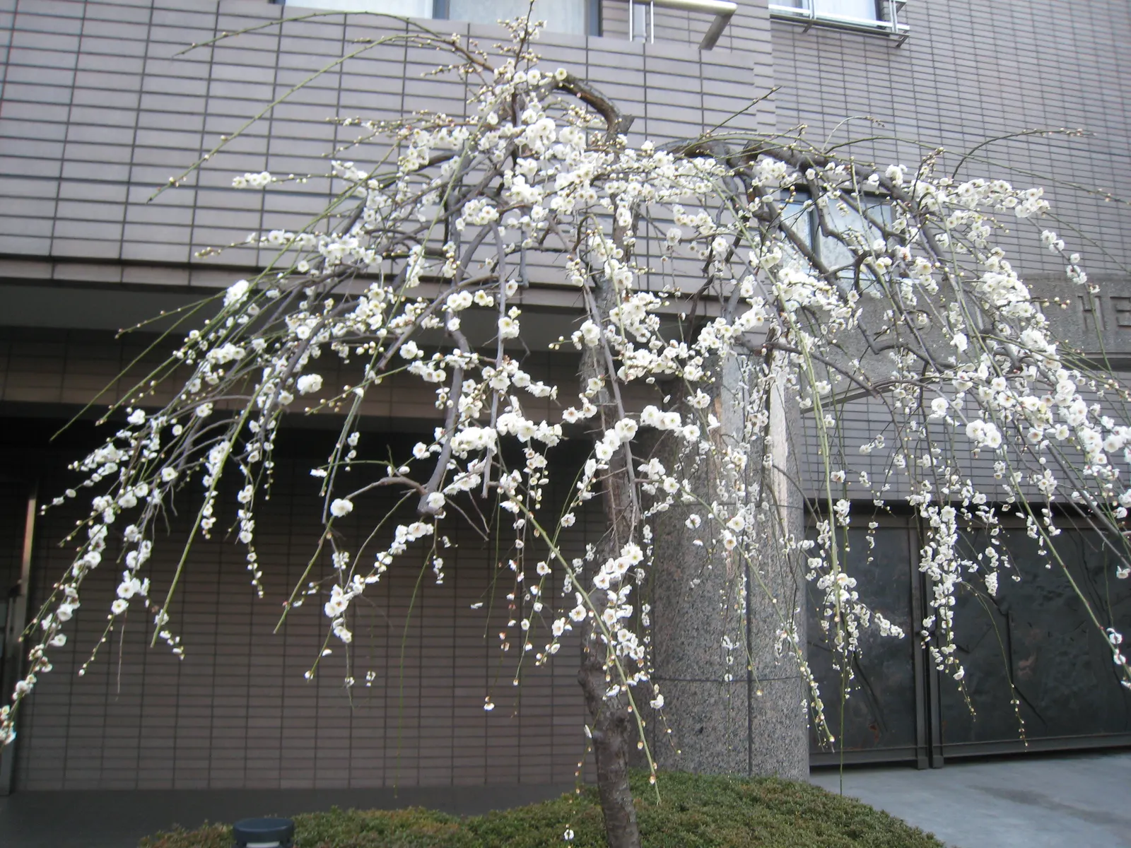 Common Plum (Prunus Domestica) — reaching up to 20 feet in height and spread; these flowers not only contribute to the tree's ornamental value but, image 134