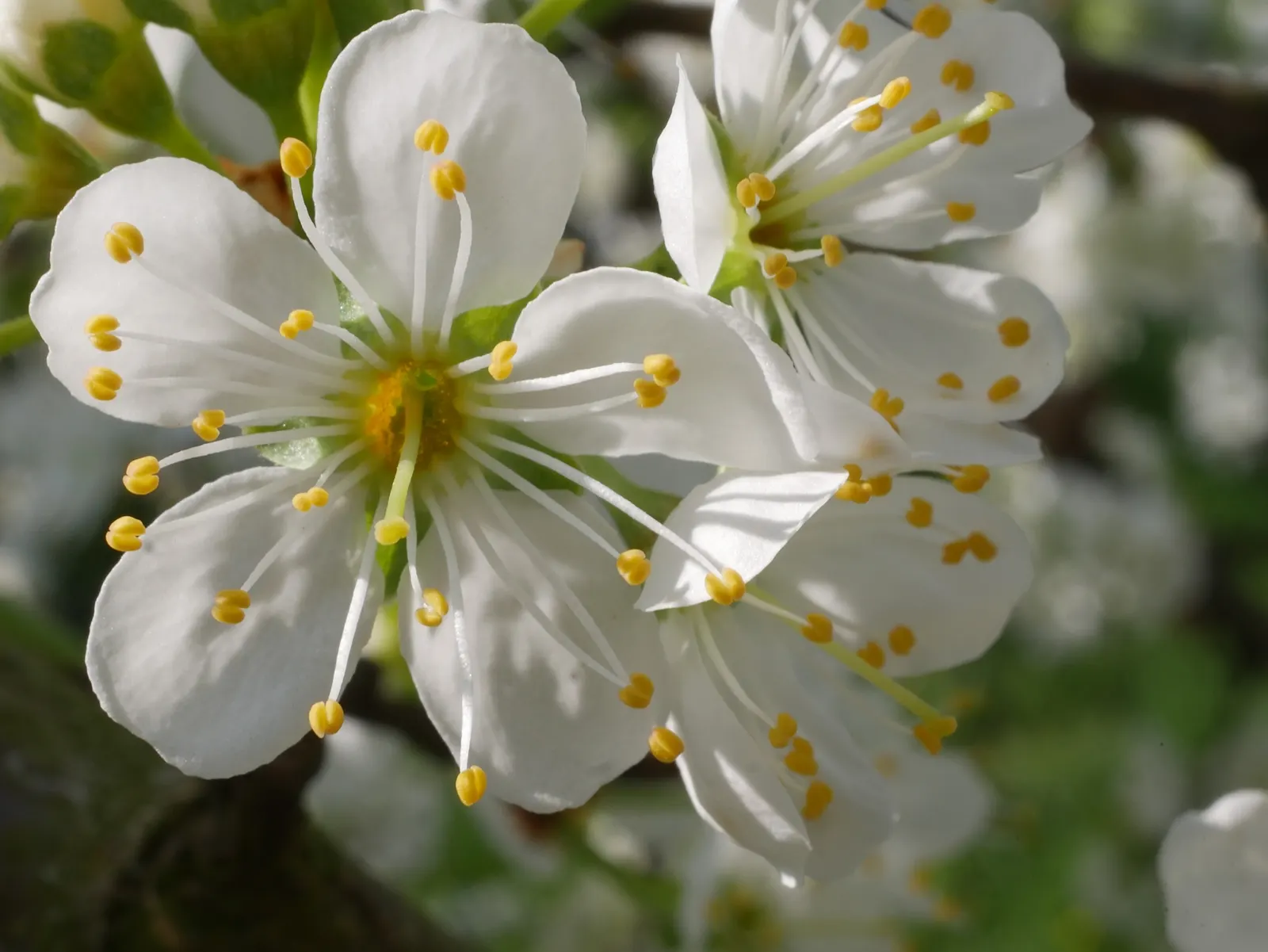 Common Plum (Prunus Domestica) — Hardy in USDA zones 4-9, it's perfect for garden focal points and edible landscapes