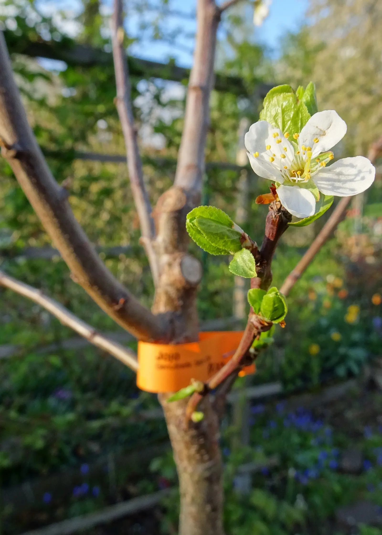 Common Plum (Prunus Domestica) — and while it is adaptable to various soil types; its lush foliage adds vibrant greenery, turning yellow in the fall, image 86