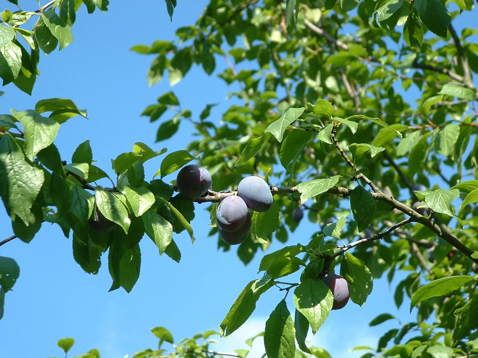 Common Plum (Prunus Domestica) — white flowers in the garden; or canning.<br><br>For optimal health and fruit yield, image 130