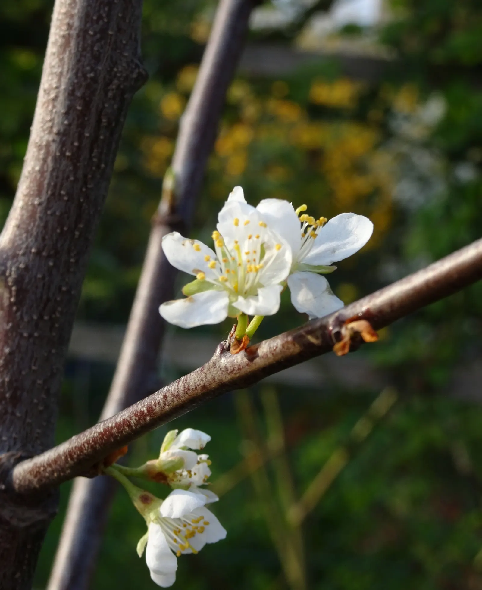 Common Plum (Prunus Domestica) — By mid to late summer, the foliage gives way to the tree's prized plums